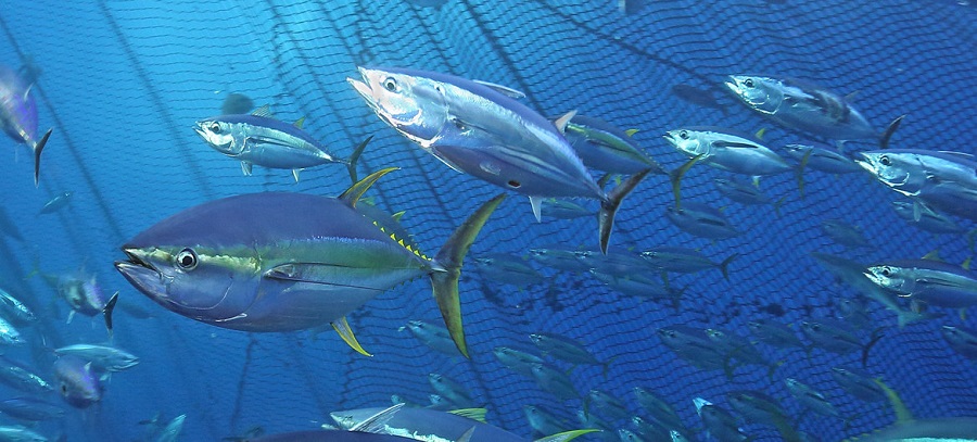 ATÚN