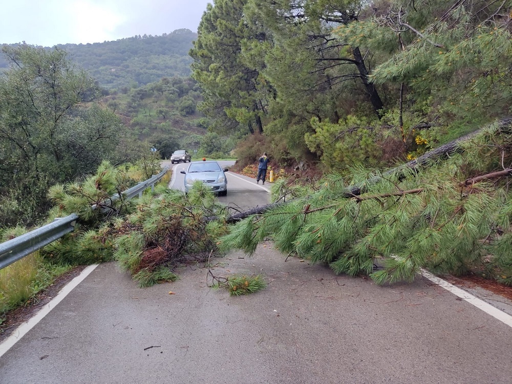CAÍDA ÁRBOLES ANTEQUERA 21 MARZO 22