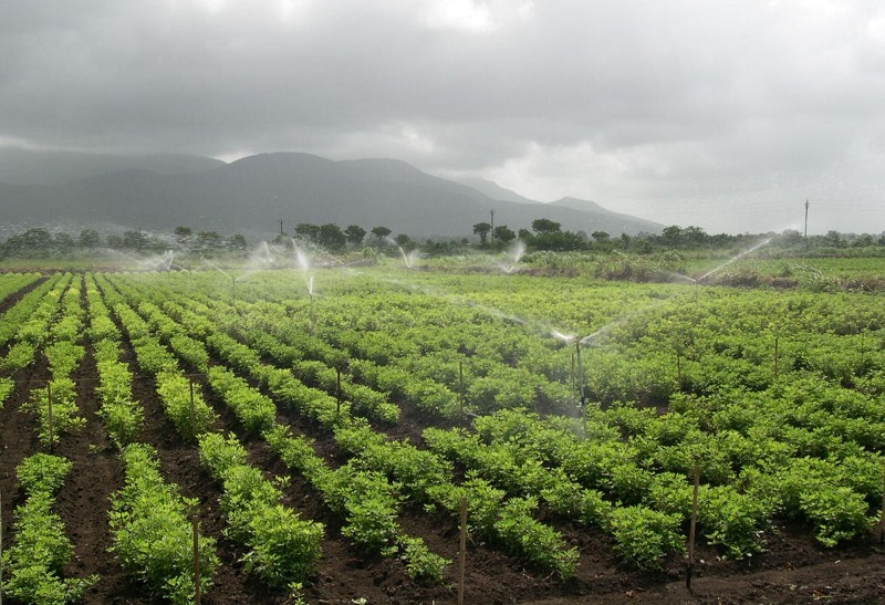 CAMPOS RIEGO AGRICULTURA