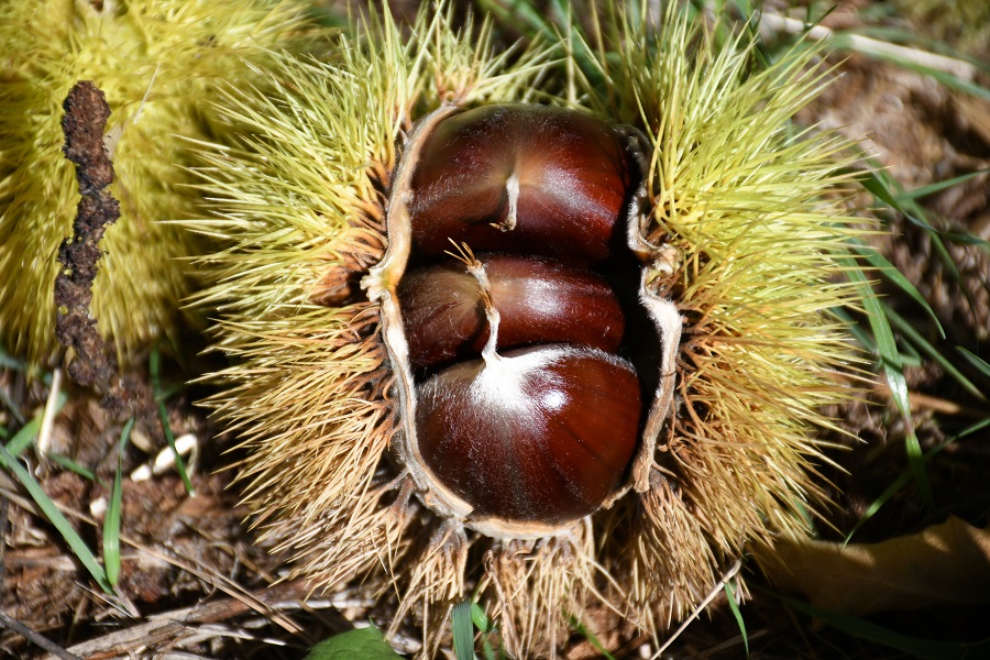 JUBRIQUE CASTAÑAS CASTAÑOS 5