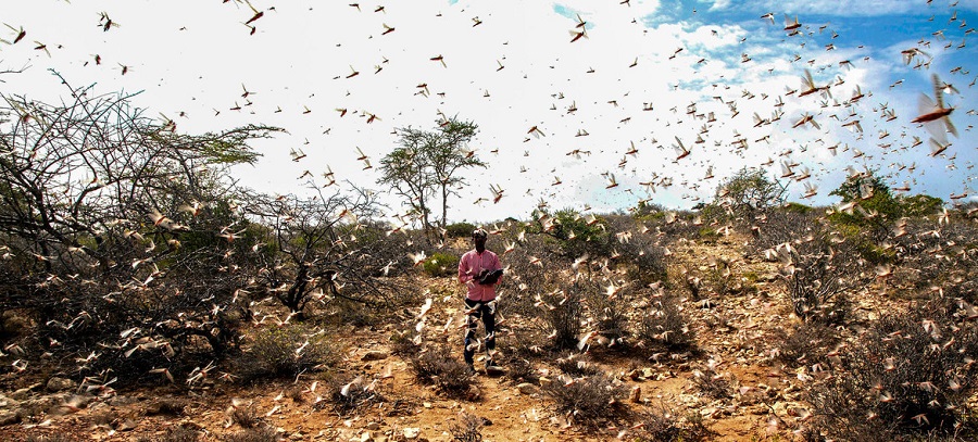 LANGOSTAS ÁFRICA PLAGA 01