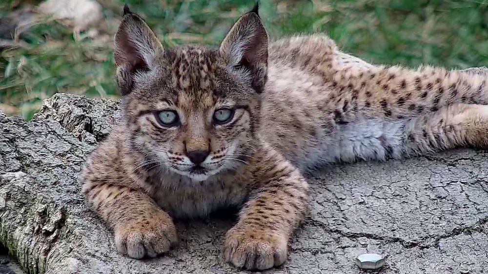 LINCE IBÉRICO CACHORRO 1