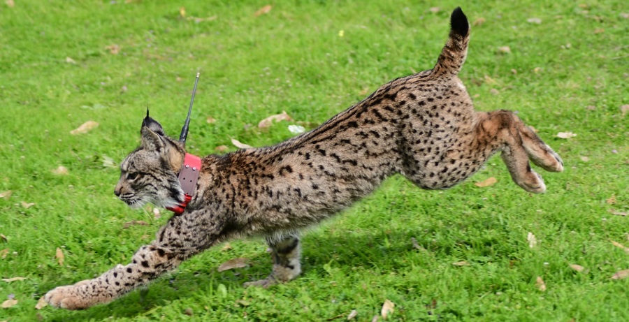 LINCE RISCO SUELTA 27 FEBRERO 21 3