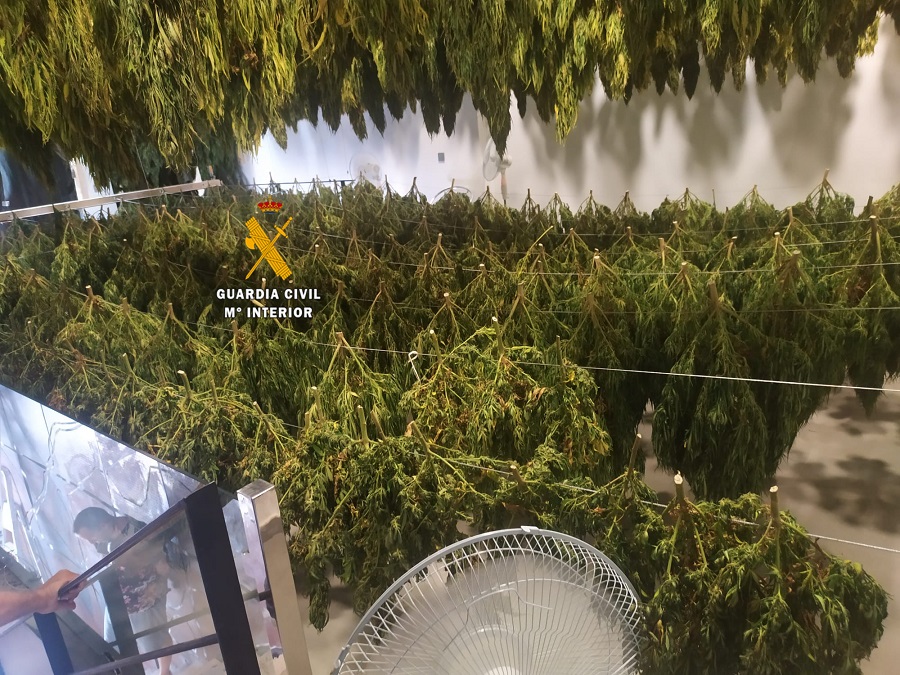 MARIHUANA PLANTACIÓN INDOOR 16 OCTUBRE 20 2
