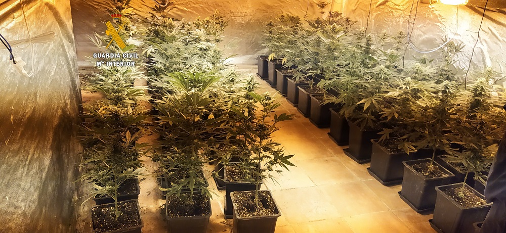 MARIHUANA PLANTAS MÁLAGA