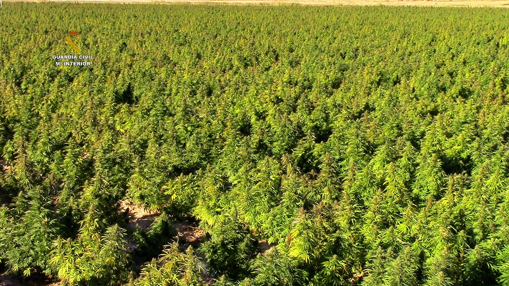 MARIHUANA TOLEDO 18 OCTUBRE 21