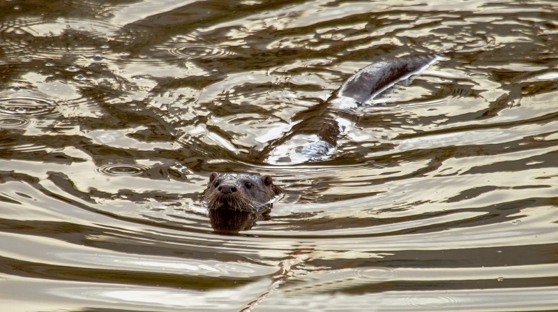 NUTRIA
