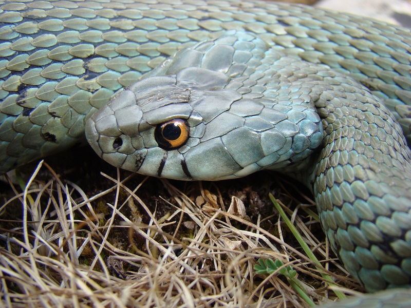 Natrix astreptophora Foto Juan J. Jiménez