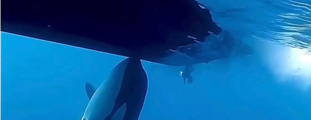 ORCAS