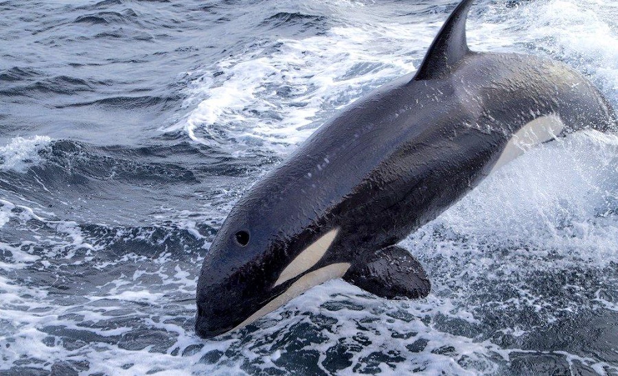 ORCAS 2