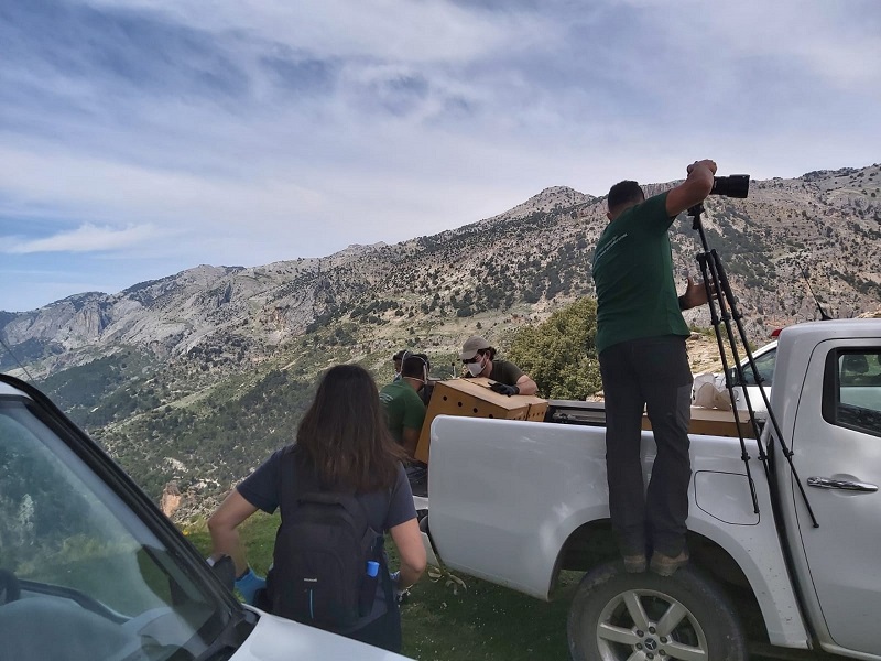 QUEBRANTAHUESOS SUELTA 1