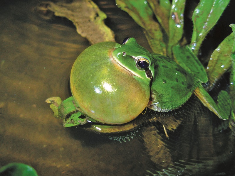 Ranita meridional fotografía de Juan José Jiménez