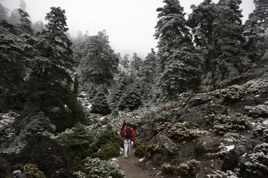 SIERRA DE LAS NIEVES PINSAPOS