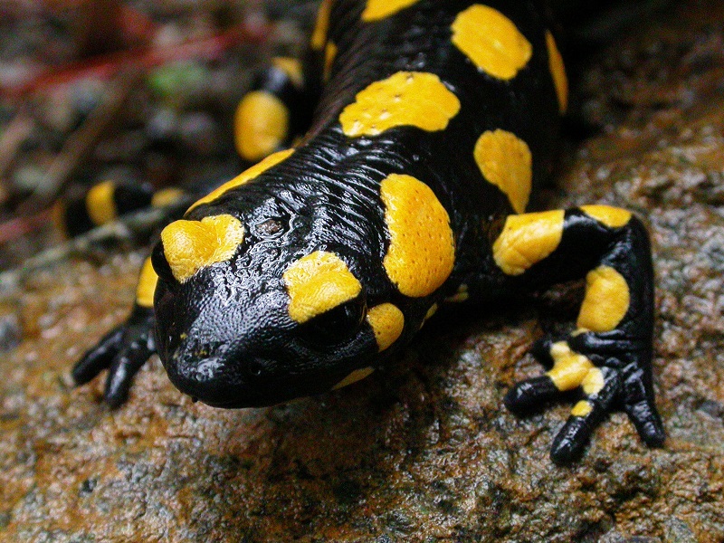 Salamandra Foto Juan J Jiménez