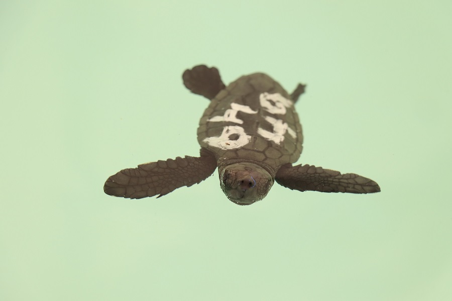 TORTUGAS BOBA CABOPINO CEGMA 04 OCTUBRE 20