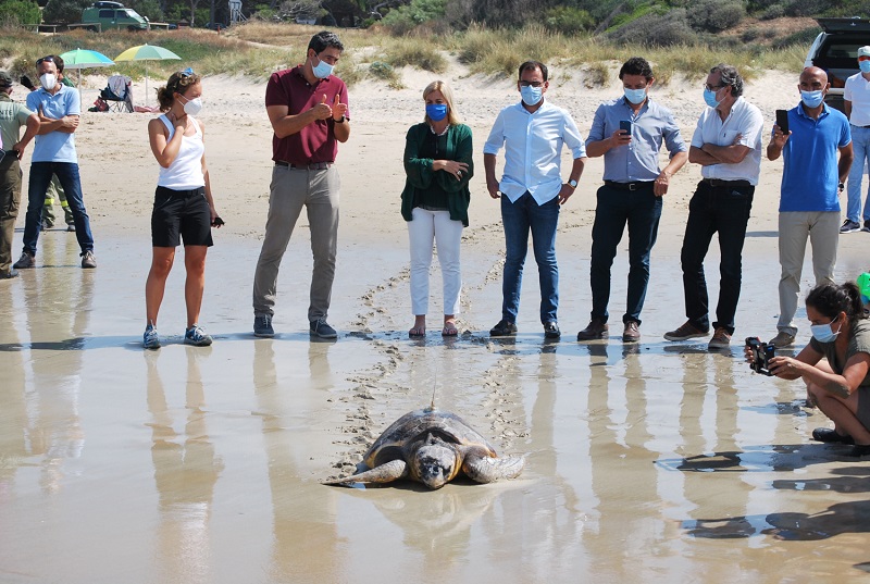 TORTUGA BOBA SUELTA 26 JUNIO 20 2