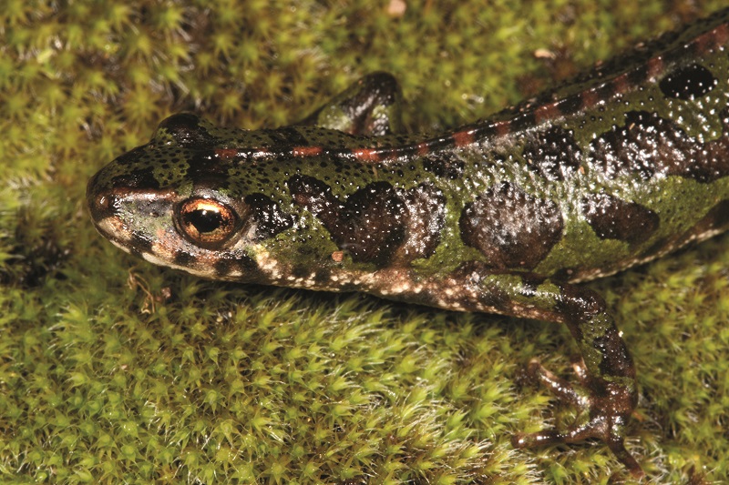 Tritón pigmeo fotografía de Luis García Cardenete