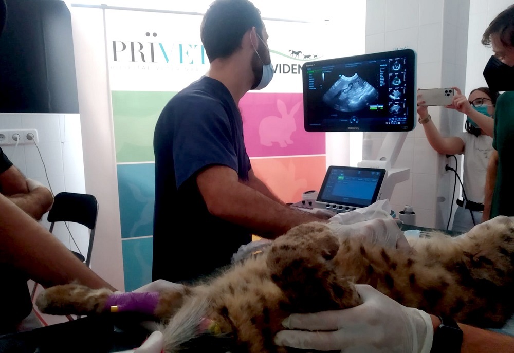 lince 2
