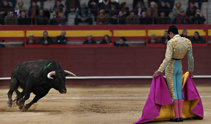 torero toreo toros
