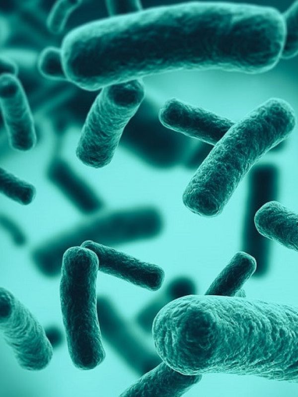 Investigadoras del CSIC identifican una nueva bacteria intestinal capaz de reducir los niveles de glucosa en sangre