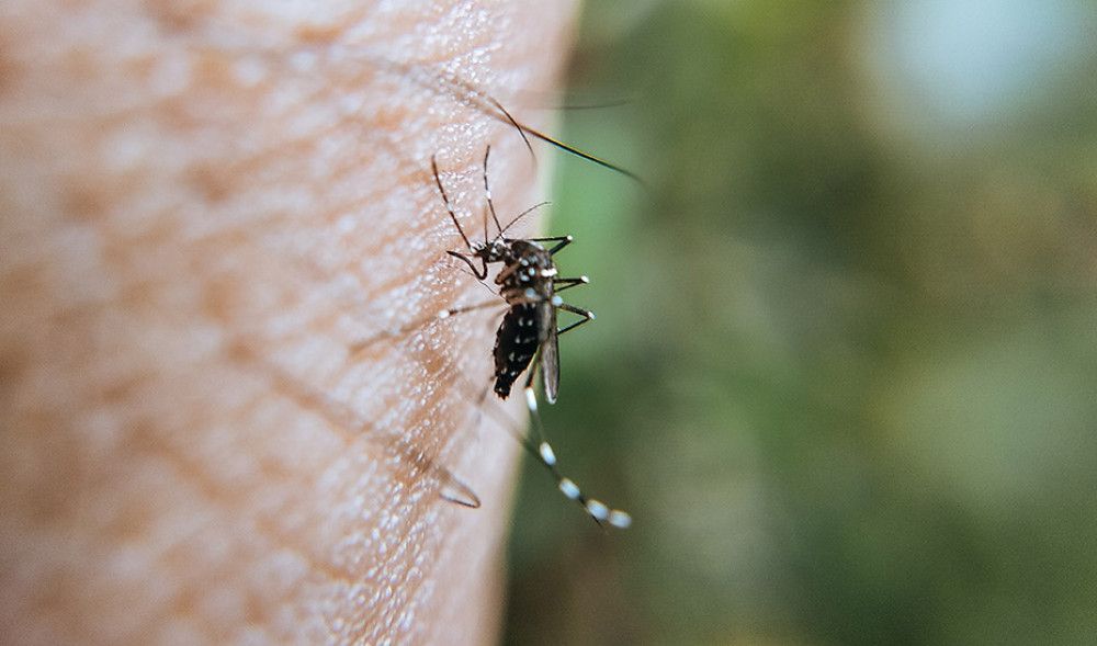 La Junta pone en marcha un sistema de vigilancia para identificar la circulación del Virus del Nilo