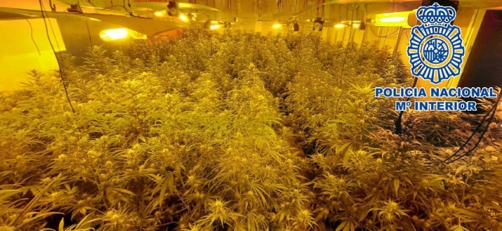 La Policía Nacional interviene 414 plantas de marihuana en avanzado estado de floración en una nave industrial de Alhaurín de la Torre