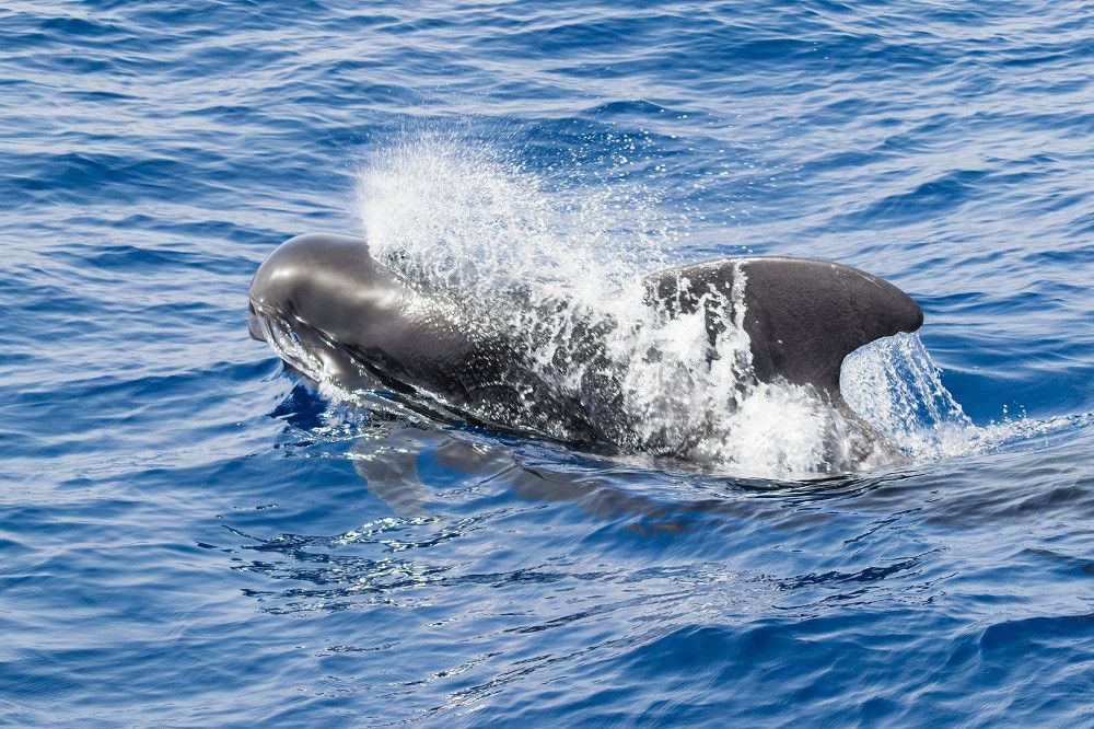 España, Francia y Portugal ponen en marcha un proyecto de cooperación para mejorar la gestión del espacio marino
