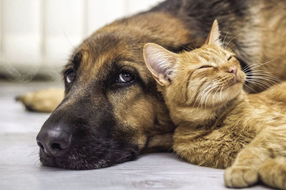 Un juzgado de Oviedo, pionero en considerar a un perro como un ser dotado de sensibilidad al ejecutar provisionalmente su tenencia