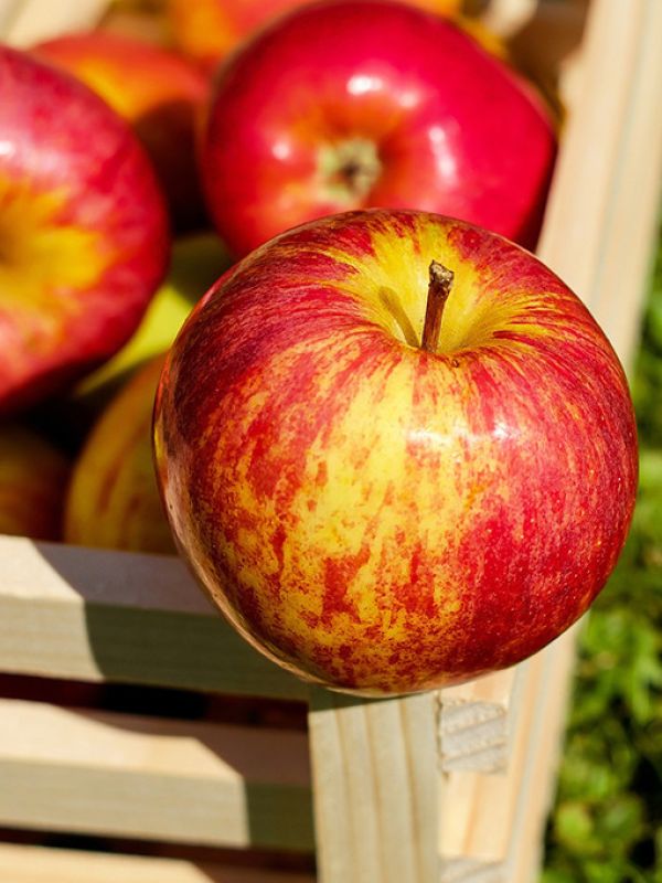 Investigadores del CSIC descubren propiedades prebióticas en los residuos de la elaboración de la sidra de manzana