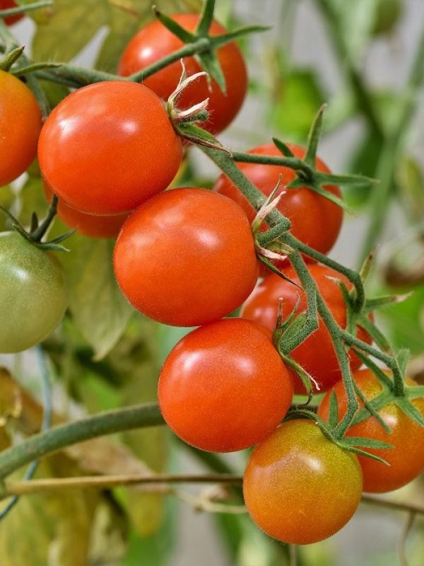 El proyecto europeo Virtigation diseñará vacunas contra las enfermedades víricas en tomates y calabacines