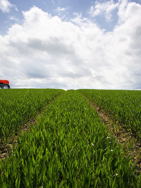 Cepsa y CSIC investigarán la plantación de cultivos energéticos en zonas rurales para producir biocombustibles