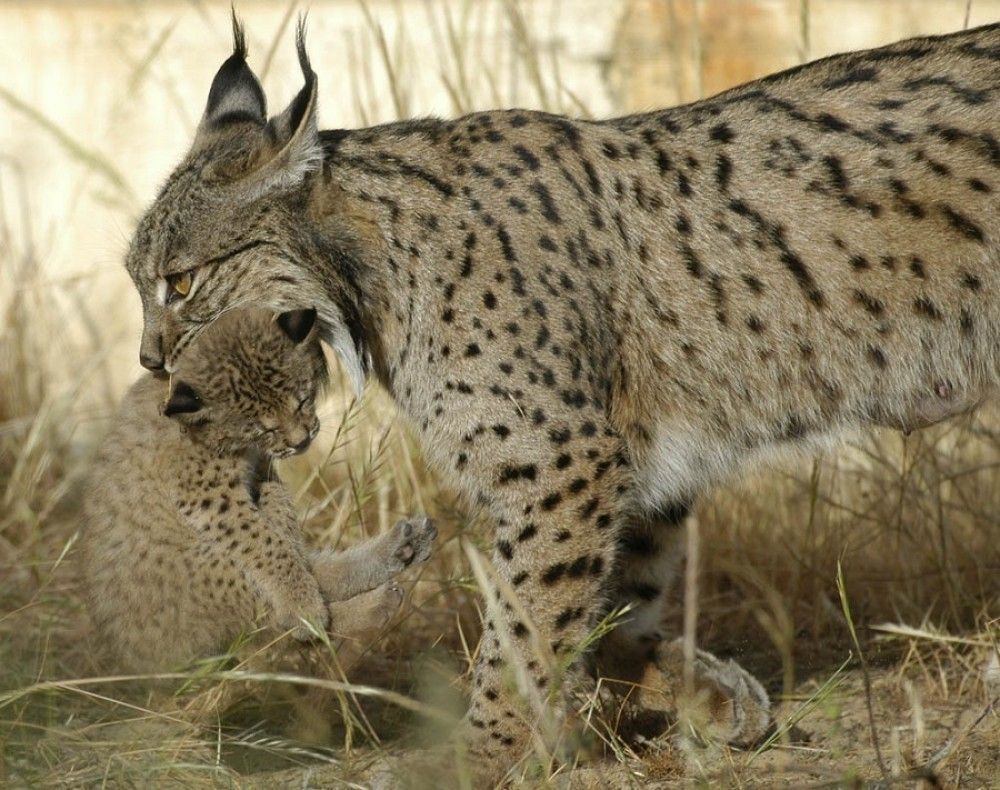 El 70% de los linces censados en territorio español se halla en los 4 núcleos andaluces