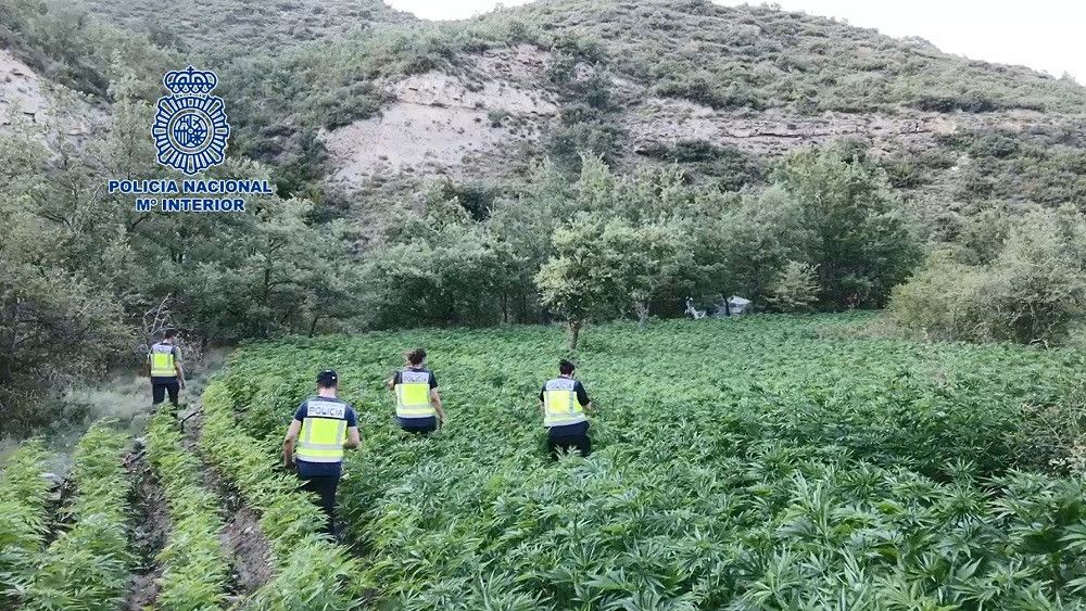 Intervenidos diez kilogramos de "speed" y desmanteladas tres macroplantaciones formadas por 8.200 plantas de marihuana en Huesca