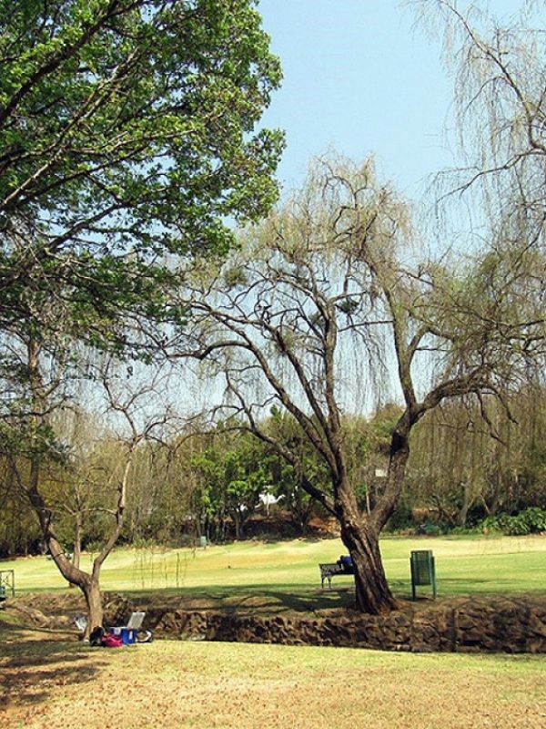 Un estudio del CSIC cuantifica el valor del carbono almacenado en parques y jardines