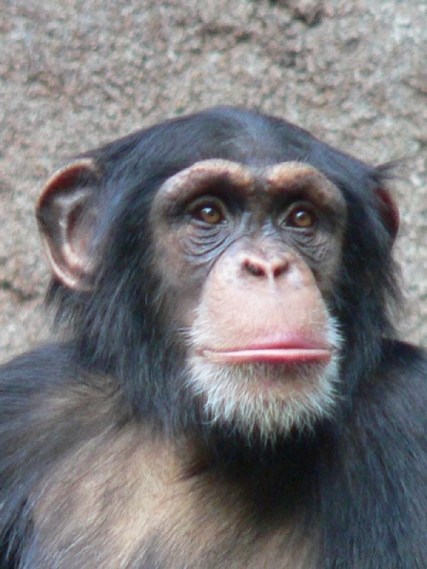 Un proyecto busca revelar cómo se movía el último ancestro común entre gorilas, chimpancés y el ser humano