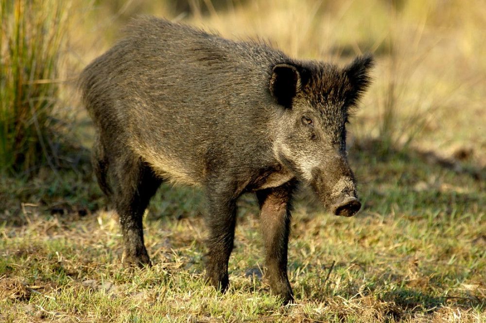 Los cazadores podrán colaborar en el control de cerdos asilvestrados y jabalíes por sobrepoblación en Andalucía