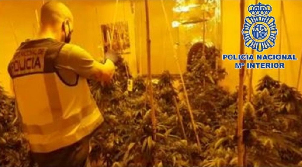 Desmantelada en la provincia de Málaga una organización criminal dedicada al cultivo intensivo de marihuana en viviendas alquiladas y habilitadas como cultivos "indoor"