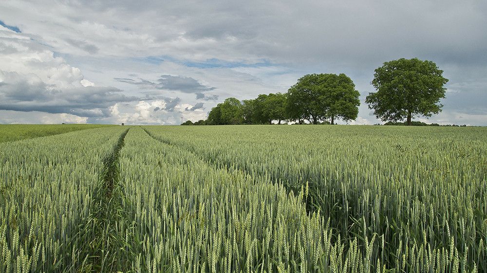 El Ministerio de Agricultura abonó ayer 281 millones de euros a los agricultores por la subida de los fertilizantes