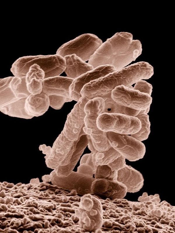 Un estudio describe la distribución y el valor evolutivo de más de 300 millones de genes del microbioma global