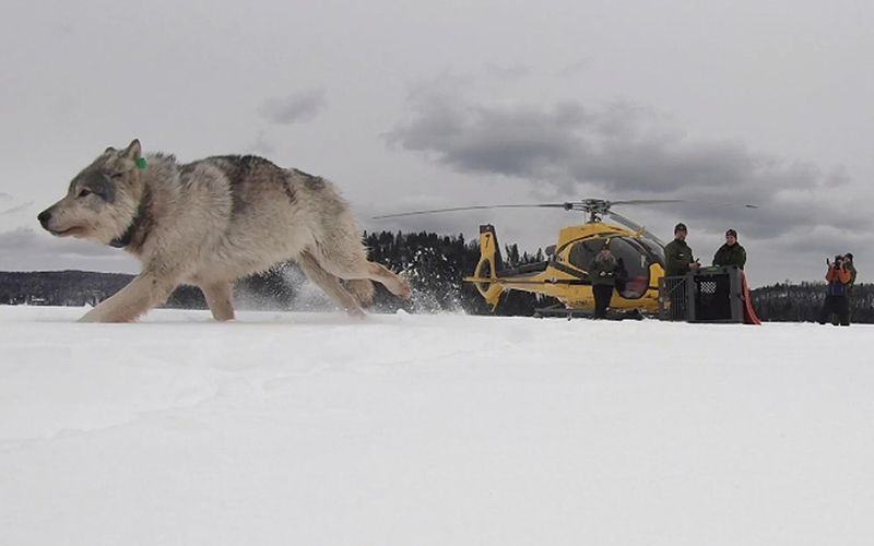 Lobos que casi se extinguen por endogamia se recuperan en una isla remota de Estados Unidos