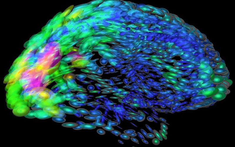 Un nuevo modelo matemático explica la relación entre la complejidad cognitiva y la asimetría cerebral
