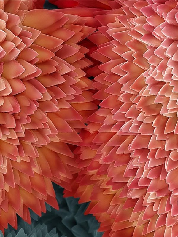 La nueva exposición de FOTCIENCIA llega al Círculo de Bellas Artes