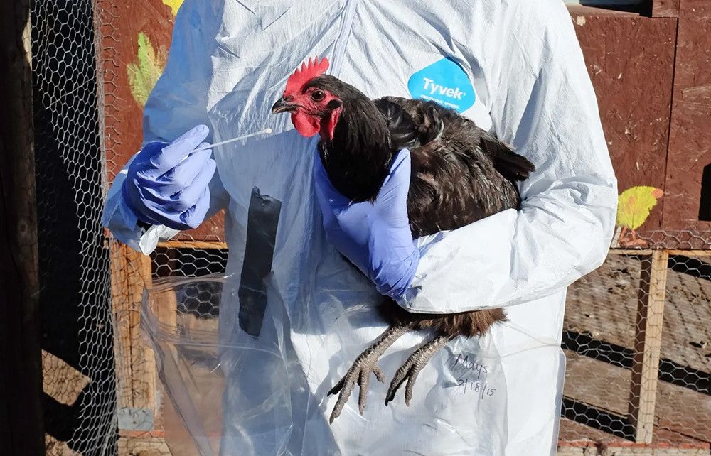 Confirmado un foco de gripe aviar en una explotación de pollos de engorde en la provincia de Huelva