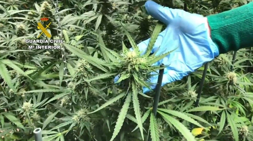 La Guardia Civil desarticula una organización delictiva que elaboraba y distribuía marihuana en La Rioja y País Vasco