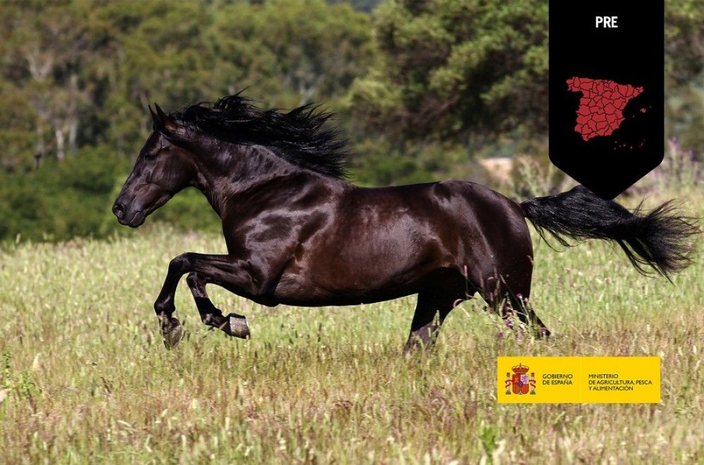 Actualizado el Programa de cría del caballo de Pura Raza Española (PRE)