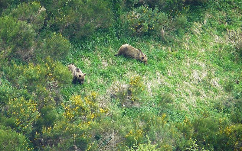El área de distribución del oso pardo cantábrico se expande por 17.000 km2 de territorio tras décadas de disminución