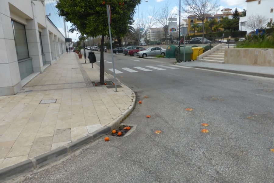 Naranjas desperdiciadas por toda la ciudad