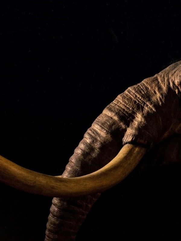 La megafauna contribuyó a mantener la diversidad florística en el Pleistoceno