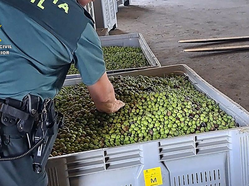 Intervenidas en Sevilla más de 91 toneladas de aceitunas y 400 litros de aceite con etiquetado falso