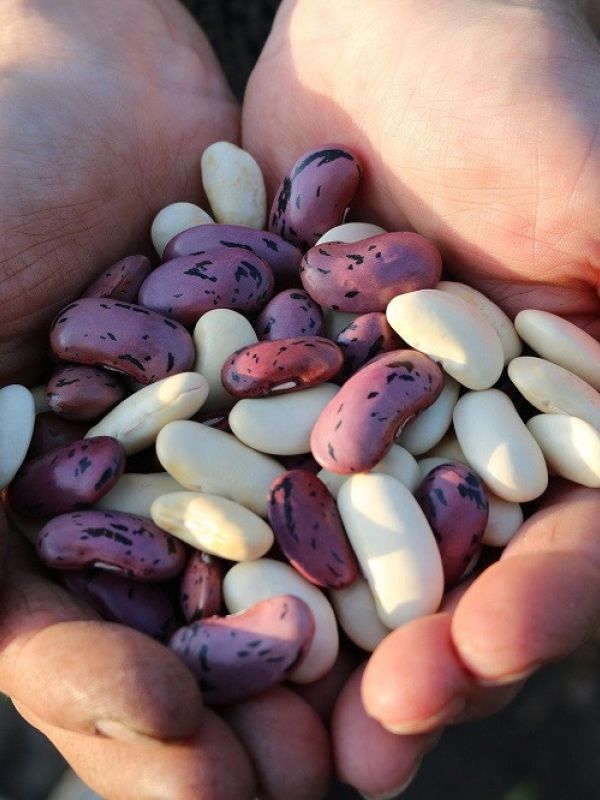 Un experimento de ciencia ciudadana impulsa cultivos caseros’ de judías para conservar la diversidad agrícola